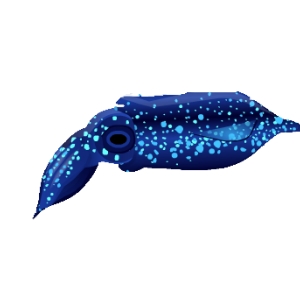 Blue Firefly Squid